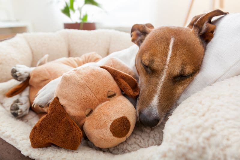 a bed that keeps dogs calm