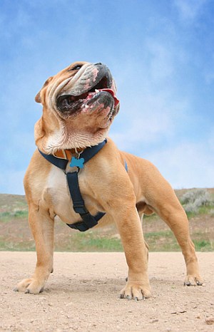 7 Best Dog Harnesses for Small Dogs 7 small harness for small dogs